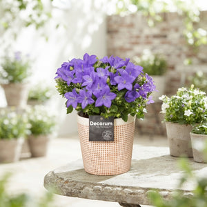 Mixed Campanula in Ceramic Pot – 13cm