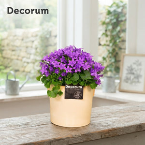 Mixed Campanula Collection – 14cm Pot