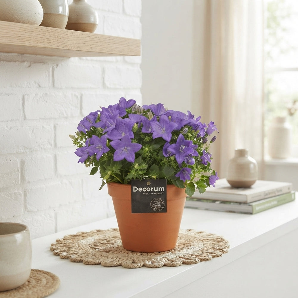Mixed Campanula Garden Plant – 13cm Pot