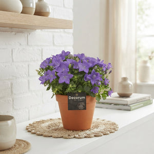 Mixed Campanula Garden Plant – 13cm Pot