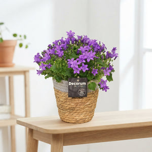Mixed Campanula Garden Plant – 15cm Pot