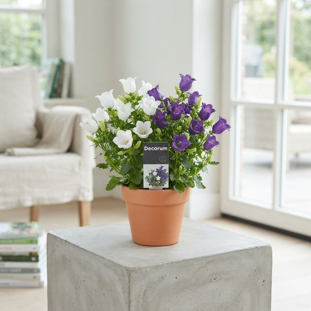 Mixed Campanula Garden Plant – 11cm Pot
