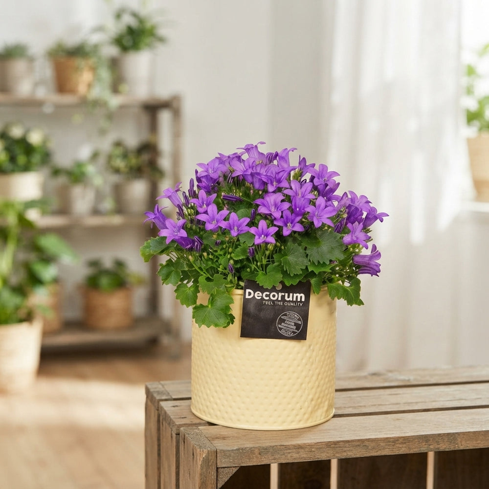 Mixed Campanula Garden Plant – 14cm Pot