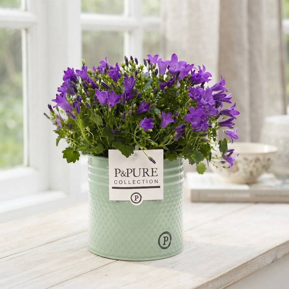 Mixed Campanula Garden Plant – 14cm Pot