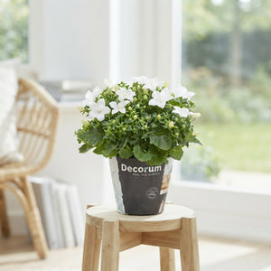White Campanula ‘Atlanta’ – 11cm Pot