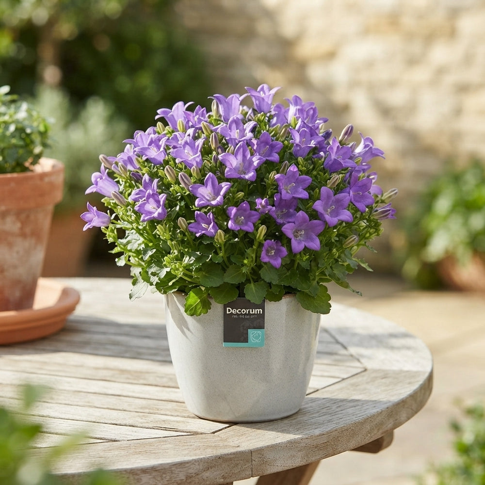 Mixed Campanula Flowering Plant – 11cm Pot