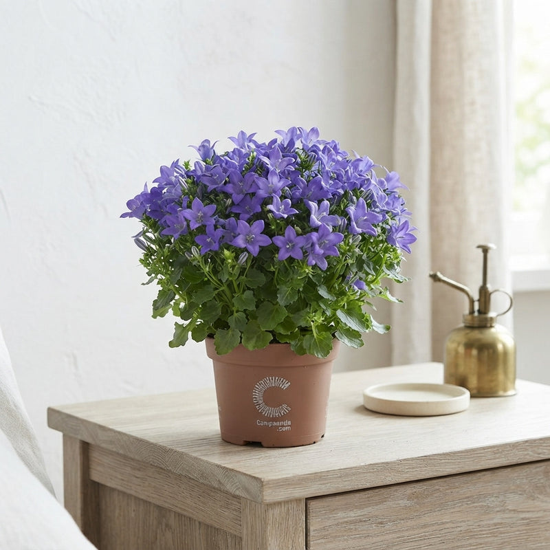 Blue Campanula (Campanula) – 11cm Pot