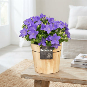 Blue Campanula ‘Napoli’ – 14cm Pot