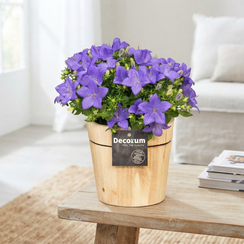 Blue Campanula ‘Napoli’ – 14cm Pot
