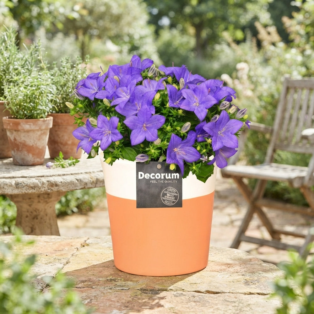 Blue Campanula ‘Napoli’ – 13cm Ceramic Pot