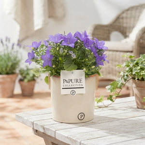 Blue Campanula ‘Napoli’ – 14cm Ceramic Pot