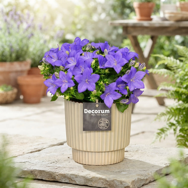 Blue Campanula ‘Napoli’ – 15cm Ceramic Pot