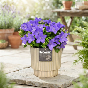 Blue Campanula ‘Napoli’ – 15cm Ceramic Pot