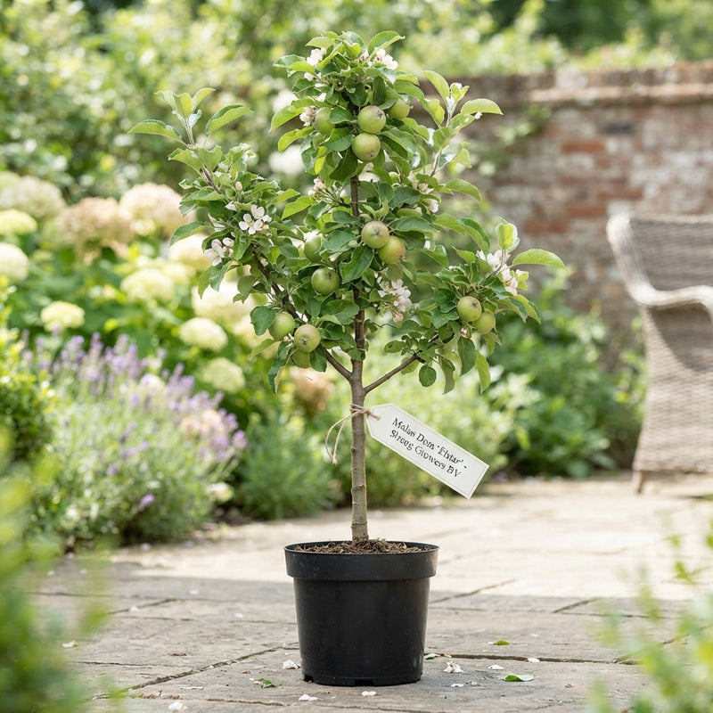 Elstar Apple Tree (Malus domestica) – 23cm Pot