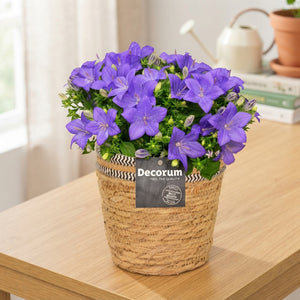 Blue Campanula ‘Napoli’ – 15cm Pot