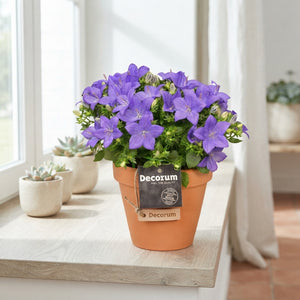 Blue Campanula ‘Napoli’ – 13cm Pot