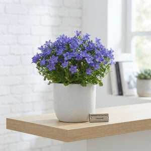 Blue Campanula ‘Napoli’ – 11cm Pot
