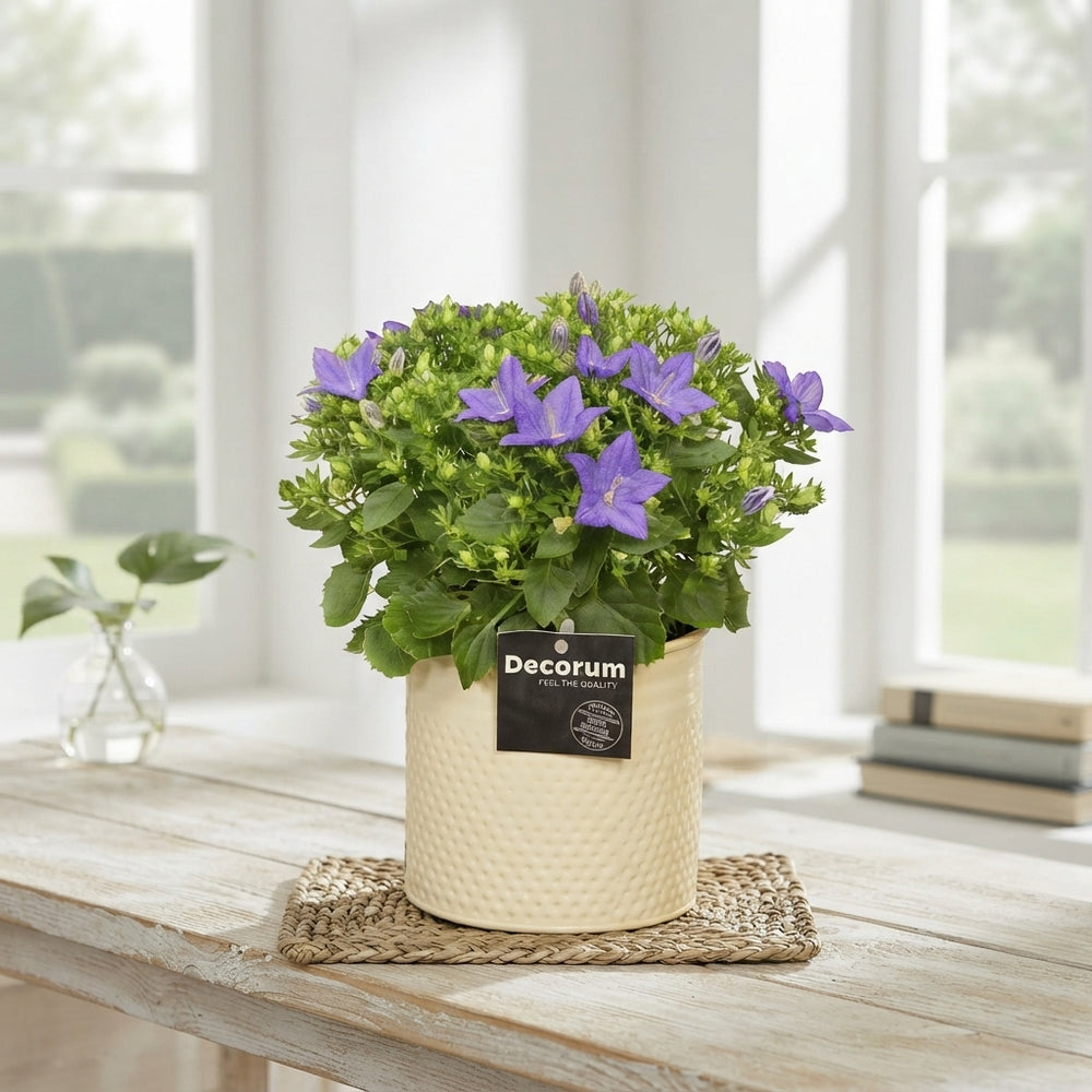Blue Campanula 'Napoli' – 14cm Pot