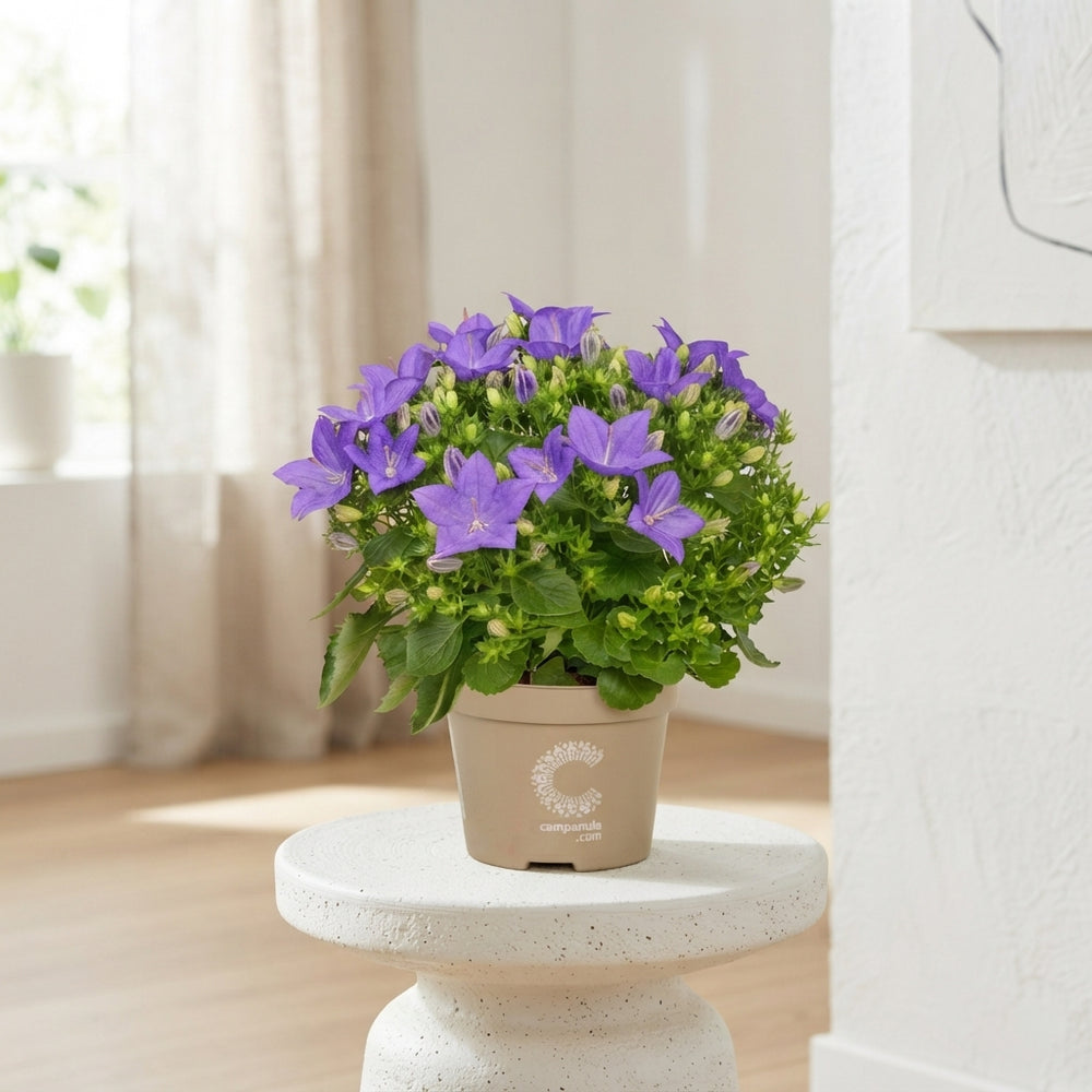 Mixed Blue & White Campanula – 11cm Pot