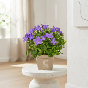 Mixed Blue & White Campanula – 11cm Pot