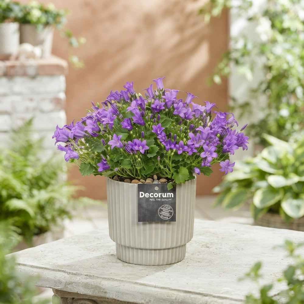 Mixed Campanula Collection – 15cm Pot