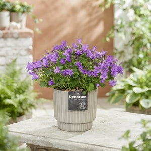 Mixed Campanula Collection – 15cm Pot