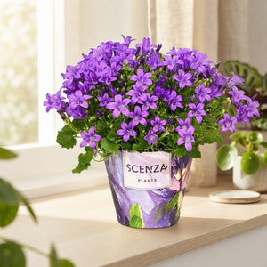 Blue Campanula ‘Port Longlife’ – 11cm Pot