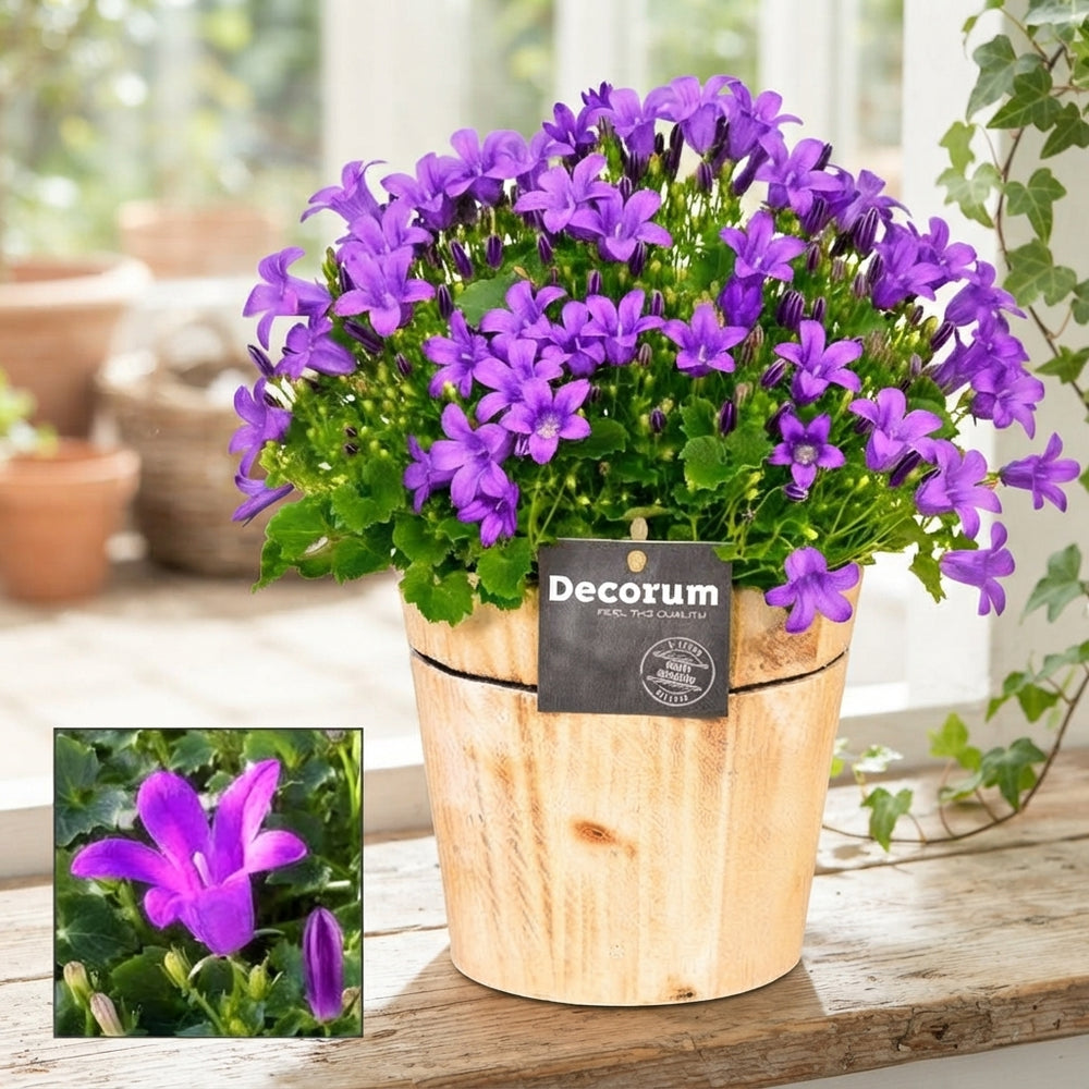 Dalmatian Bellflower (Campanula portenschlagiana) – 14cm Pot