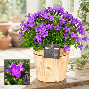 Dalmatian Bellflower (Campanula portenschlagiana) – 14cm Pot