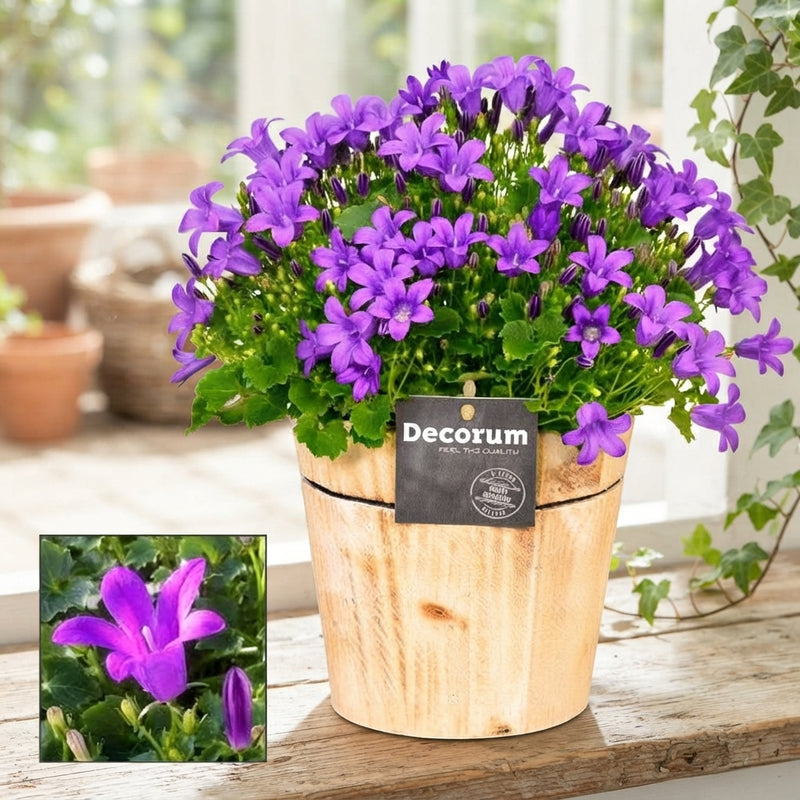 Dalmatian Bellflower (Campanula portenschlagiana) – 14cm Pot