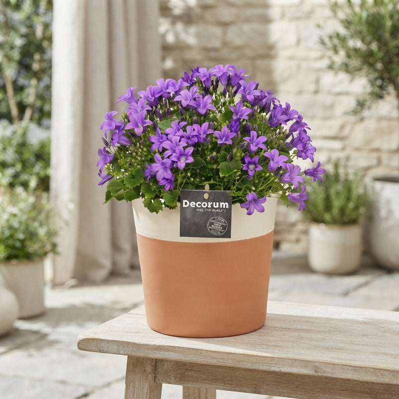 Blue Campanula Portenschlagiana – 15cm Pot