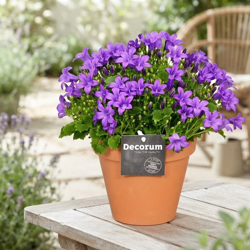 Blue Dalmatian Bellflower (Campanula portenschlagiana) – 13cm Pot