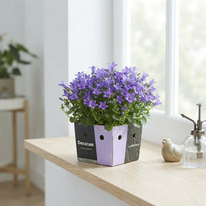 Blue Campanula portenschlagiana – 11cm Pot