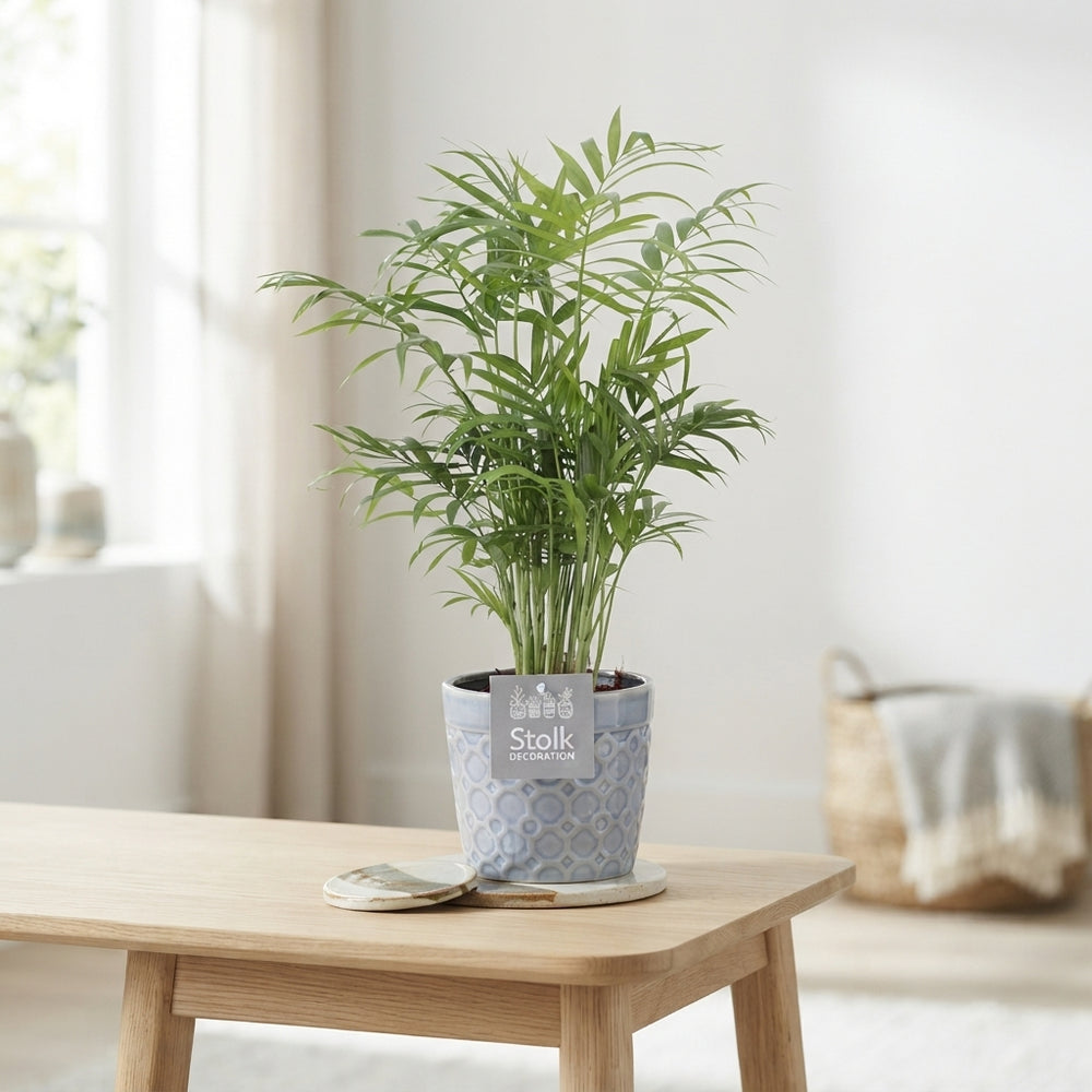 Parlour Palm (Chamaedorea elegans) – 13cm Pot