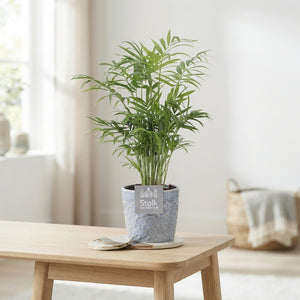 Parlour Palm (Chamaedorea elegans) – 13cm Pot
