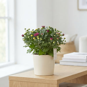 Chrysanthemum ‘Carnaval’ – 13cm Pot