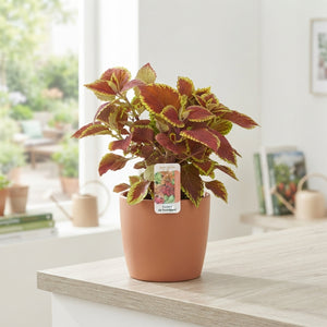 Mixed Coleus ‘Sunfighter’ – 17cm Pot