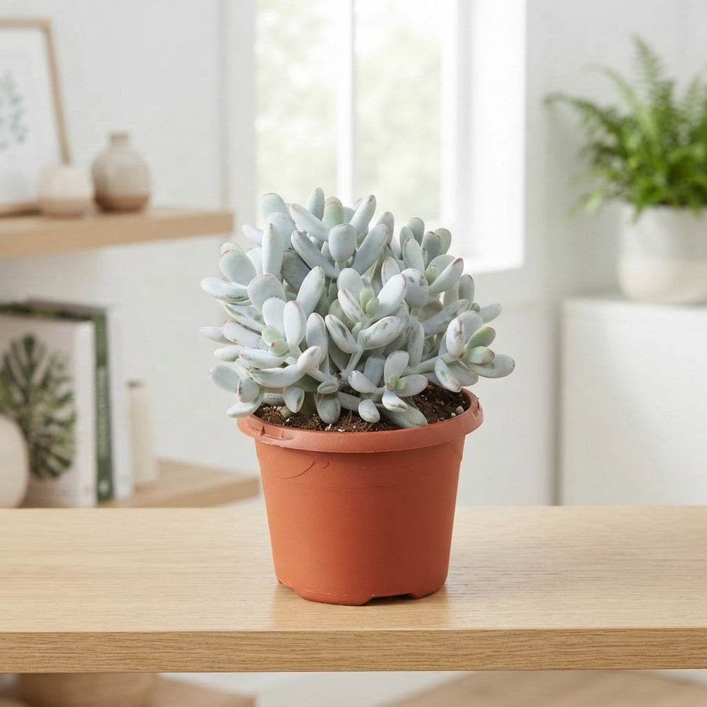 Higginsiae Silver Dollar Plant (Cotyledon orbiculata) – 17cm Pot
