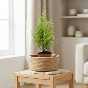 Goldcrest Cypress (Cupressus macrocarpa) – 8.5cm Pot