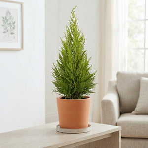 Goldcrest Lemon Cypress (Cupressus macrocarpa) – 14cm Pot