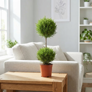 Goldcrest Monterey Cypress (Cupressus macrocarpa) – 14cm Pot