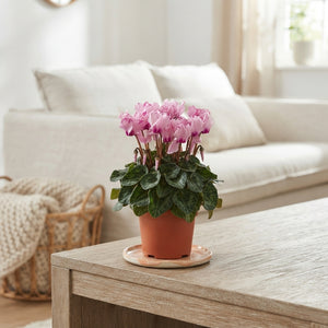 Peach and Pink Cyclamen persicum – 10.5cm Pot