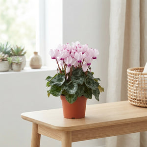 Pale Pink Cyclamen persicum – 10cm Pot