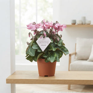 Pink Cyclamen persicum ‘Petticoat’ – 10.5cm Pot