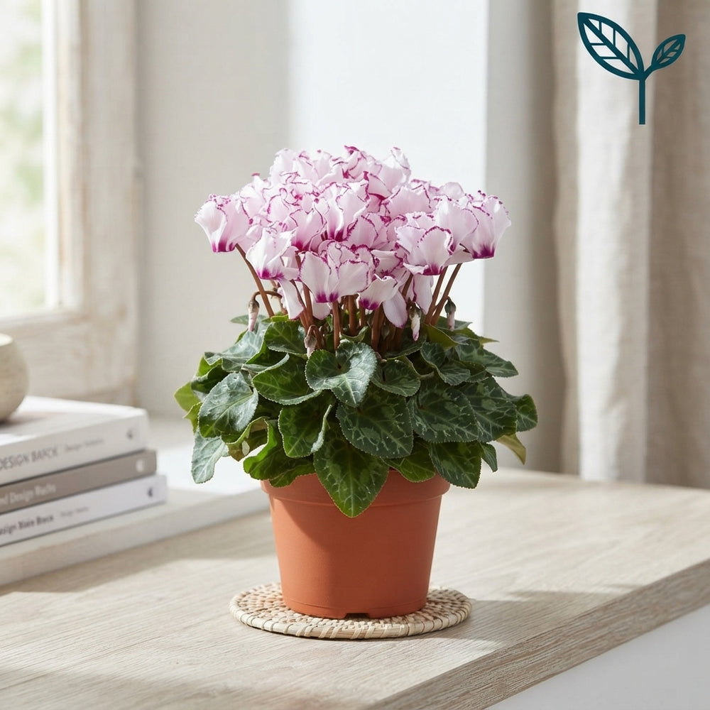 Peach and Pink Small-Flowered Cyclamen (Cyclamen persicum) – 10.5cm Pot