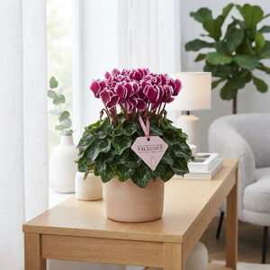 Small-Flowered Cyclamen persicum ‘Odora Exclusive’ – 10.5cm Pot