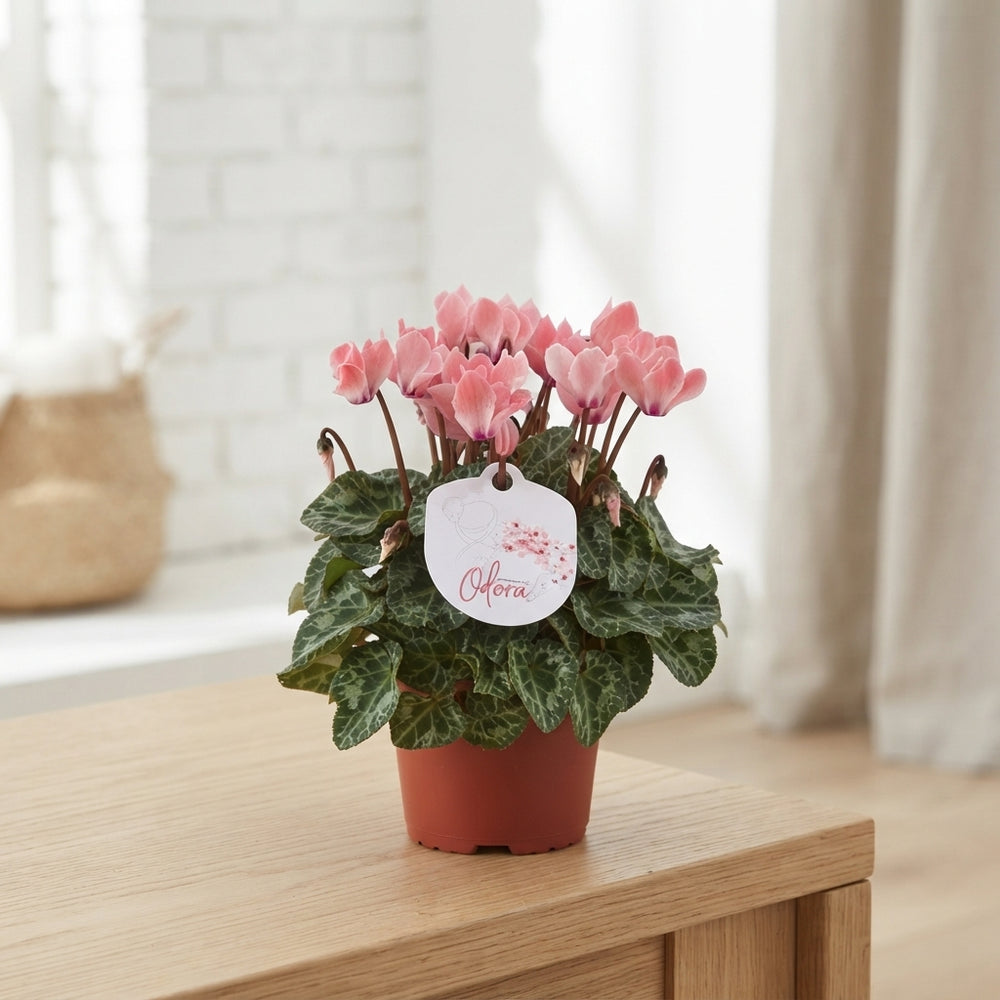 Salmon Cyclamen persicum – 10.5cm Pot
