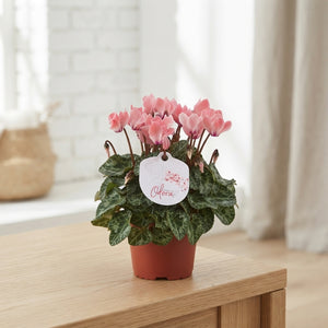 Salmon Cyclamen persicum – 10.5cm Pot