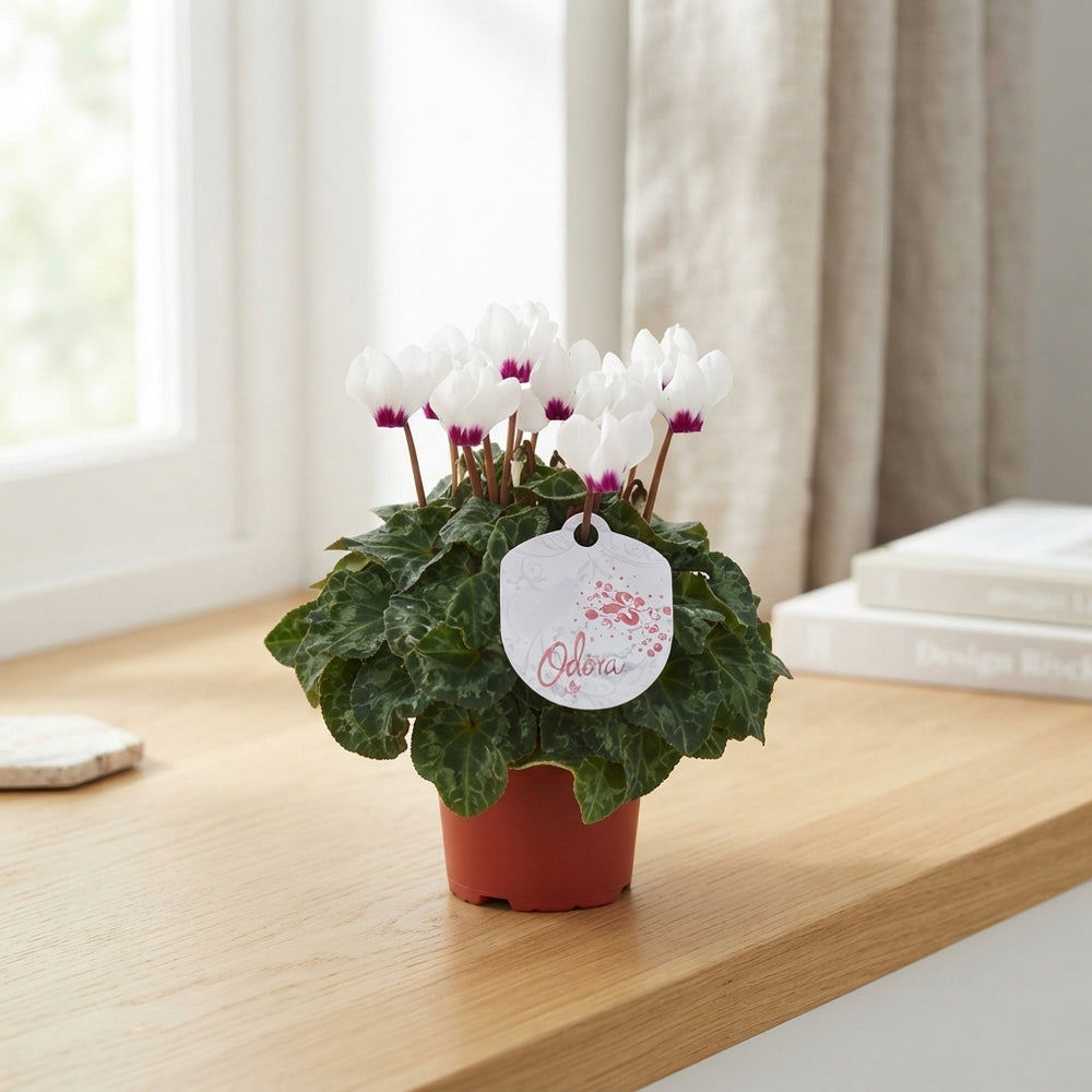 White Small-Flowered Cyclamen persicum – 10.5cm Pot