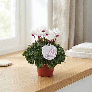 White Small-Flowered Cyclamen persicum – 10.5cm Pot
